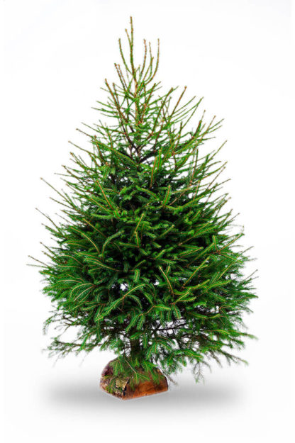 EPICEA 275cm