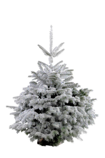 NORDMANN 140/160cm FLOQUE