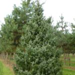 picea omorika
